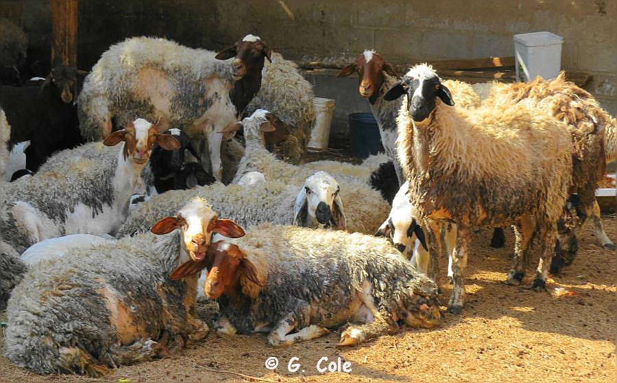 El Gouna Farm 146